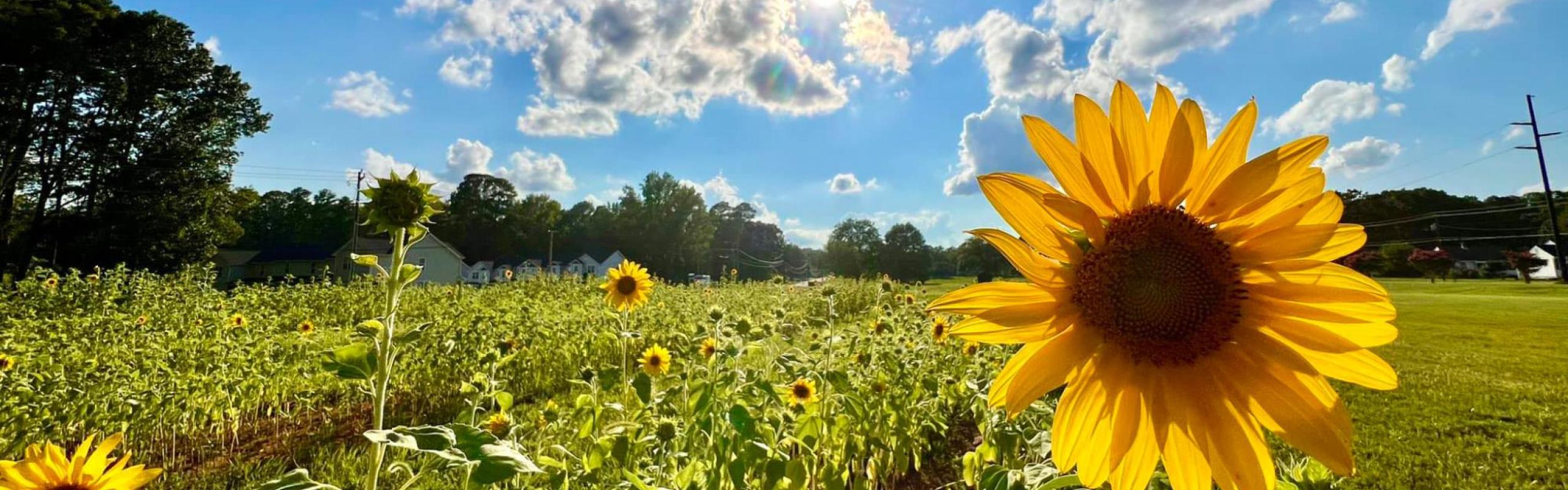 Frank Linton Flower Fields